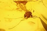 Fossil Fly (Diptera) and a Spider (Araneae) In Baltic Amber #139087-3
